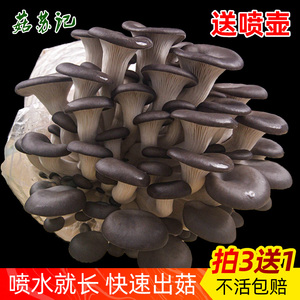香菇蘑菇种植包菌可食用儿童平菇秀珍菌种家庭菌棒盆栽新鲜包袋装