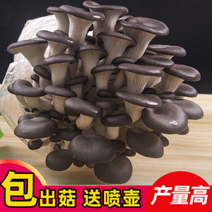 蘑菇种植包菌种香菇可食用儿童家庭食用黑平菇秀珍菇新鲜菌棒盆栽