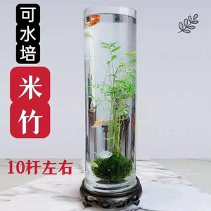 米竹水培鱼缸玻璃瓶带根苔藓球植物室内禅意盆栽凤尾竹观音竹竹子