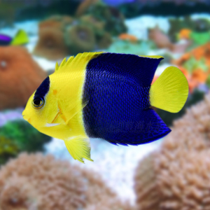 石美人白点仙黄新娘红蓝闪电虎纹仙海水鱼活体海水缸已检疫秒颗粒