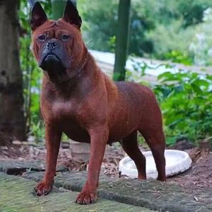 川东猎犬幼犬邻水狗中大型狩猎犬打猎狗大头中华田园犬看家狗短毛