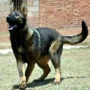 昆明犬幼犬活体巨型昆明犬大型看家护院狼狗幼崽昆明狼犬小狗