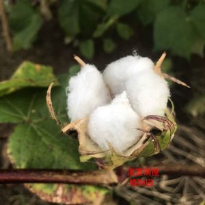 棉花传统花卉种子农家种子可观赏阳台种植非转基因老品种可以留种