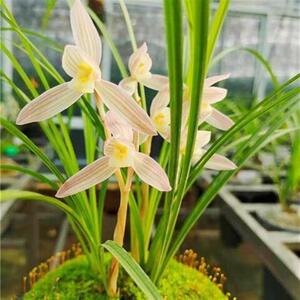 兰花莲瓣兰名品人面桃花紫熙荷云南建春墨花苞带绿植花卉室内网红