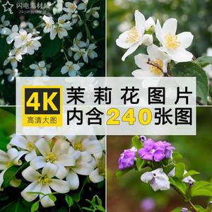 4K高清茉莉花图片花卉植物摄影特写花朵花瓣绘画电脑壁纸ps素材库