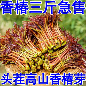 香椿芽2024年新鲜头茬天然四季蔬菜嫩芽当季现摘现发特产香椿包邮