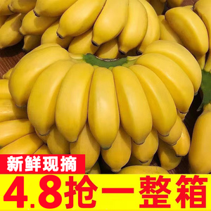 现摘广西小米蕉当季新鲜水果10斤自然熟banana苹果蕉香蕉粉蕉