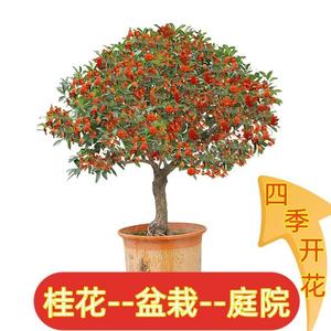 桂花树苗桂花苗盆栽状元红四季桂金桂特级桂花老桩四季开花浓香型