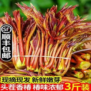 【现货】新鲜头茬红香椿芽1斤云南红油香椿野生香椿当季野菜包邮