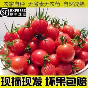 2023正宗海南千禧小番茄圣女果5斤新鲜水果小西红柿水果番茄顺丰W