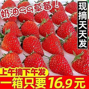 现摘草莓奶油草莓牛奶甜红颜99春季新鲜孕妇水果商用草莓4斤空运