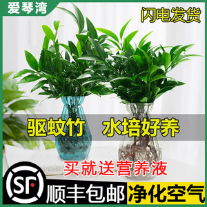 驱蚊竹柏水培室内花卉盆栽办公室桌面绿植四季常青吸甲醛净化空气