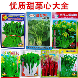 广东四九甜菜心种子白菜红菜苔四季蔬菜种籽孑连州增城迟青菜秋季