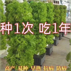 生菜树种子四季生菜子种籽脆嫩生吃生菜种籽阳台盆栽蔬菜种子大全