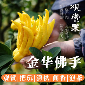 【现摘现发】金华佛手果香橼佛手柑新鲜大佛手果观赏闻香泡茶食用