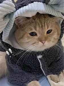 猫咪衣服冬装保暖狗狗布偶英短小猫宠物加厚可爱搞笑防掉毛四脚衣