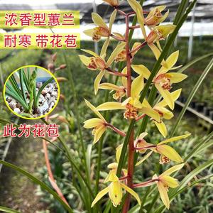 带花苞浓香型浙江蕙兰九节兰室内绿植花卉办公室好养兰花草盆栽