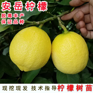 四川安岳柠檬树苗香水黄柠檬苗阳台盆栽种植室内四季结果果树果苗