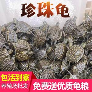 乌龟活体北美小鳄龟活体鳄鱼龟杂佛鳄龟大龟苗宠物龟观赏龟水龟