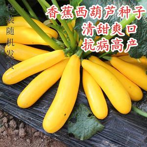 香蕉西葫芦种子黄色水果西葫芦角瓜茭瓜种子香蕉瓜 色蔬菜黄迪