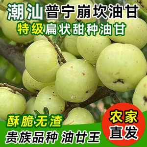 现摘潮汕特产油柑王新鲜柿饼甜种油甘果余甘果5斤农家水果牛甘子