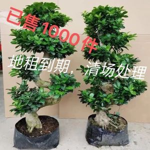 金钱榕小叶榕树S造型8字榕树盆景盆栽室内绿植室外阳台观茎植物