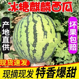 8-10斤麒麟8424西瓜水果新鲜当季整箱西瓜薄皮大果甜王一整个云南