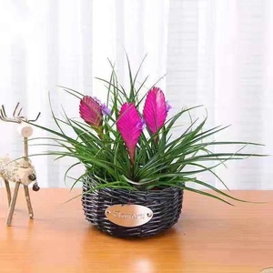 铁兰花盆栽紫花凤梨植物室内花卉桌面盆景吸甲醛净化空气水培植物