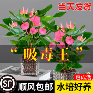 粉掌白掌盆栽植物室内花卉好养水培一帆风顺红掌水养四季开花绿植