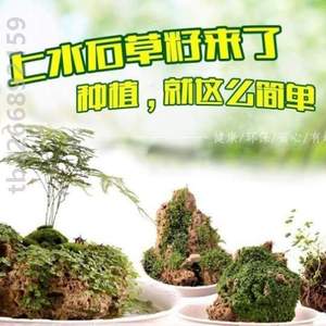 石吸小草盆栽上水护盆植物微景观水石盆景草籽!珍珠假山造景