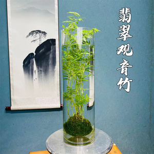 14水中贵族【翡翠观音竹】苔藓球水培款配造盆景盆栽绿植花卉植物