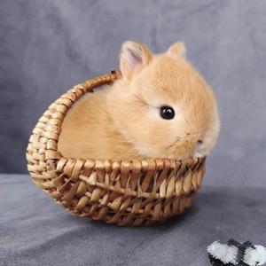 宠物幼兔侏儒兔子网红活体长不大迷你小型凤眼海棠小体茶杯兔包邮