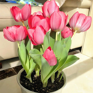 郁金香五颗土培水培进口大种球多年生花卉室内外种植耐寒盆栽地栽