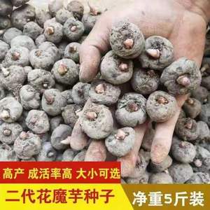 贵州新鲜魔芋种子高产二代花魔芋种籽魔芋苗粒种球脱水消毒高存活