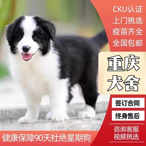 【重庆犬舍】纯种边牧幼犬双血统三通边境牧羊犬陨石边牧活体宠物