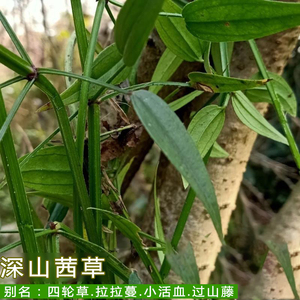 新鲜野小血藤中药材茜草红内消红根草血见愁破血草四轮草