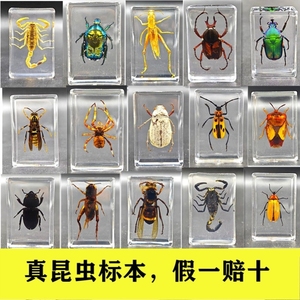 琥珀昆虫标本迷你小动物摆件真虫子蝴蝶甲虫虫珀石饰品挂件蜘蛛.