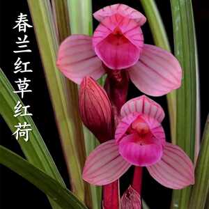 兰花红荷红草春兰