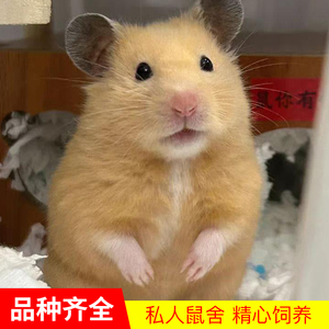 金丝熊仓鼠活物已打疫苗虎纹熊眼圈熊奶牛熊米熊活体一公一母包活