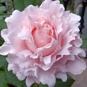 索菲罗莎月季法国玫瑰大花浓香月季花苗四季开花阳台庭院耐寒抗病