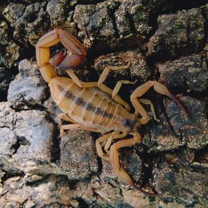 巴西金幽灵蝎单体繁殖可群养网红宠物蝎子