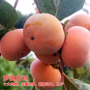 罗田甜柿甜脆柿子苗嫁接柿子树日本特大甜黑柿子果树苗南北方种植
