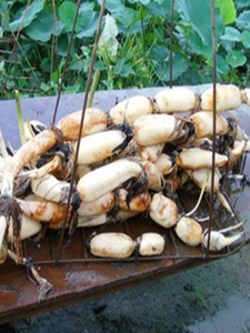 食用莲藕种苗种根池田高产大型蔬菜莲藕荷花苗粉脆籽藕种根苗藕苗