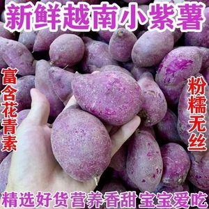 正宗越南小紫薯珍珠板栗紫薯新鲜现挖农家沙地自种粉糯香甜小紫薯