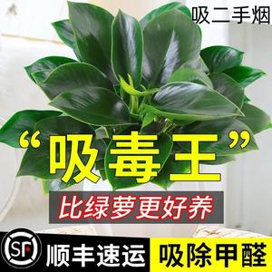 吸烟草二手烟除烟味植物静化净化空气的花 去吸收烟味的植物盆栽