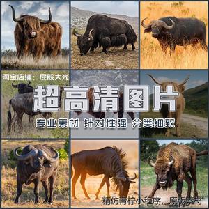 超大超高清图片牛角牛羚野牛牦牛长毛牛大水牛野生动物世界素材