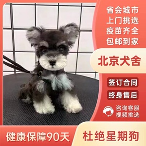 【北京犬舍】纯种雪纳瑞幼犬迷你型活狗小体犬椒盐色宠物出售狗狗