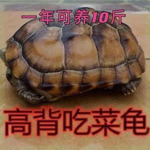 陆地巨型吃菜龟活体特大乌龟活体宠物大型乌龟素食中华龟下蛋龟