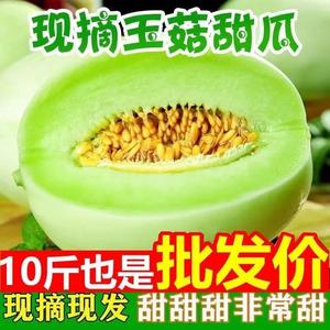 玉菇甜瓜白香瓜玫龙蜜瓜10斤整箱哈脆蜜甜瓜新鲜水果当季采摘现发