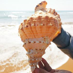 天然真海螺贝壳摆件工艺品鱼缸造景海螺超级特大号角可吹玩具深海